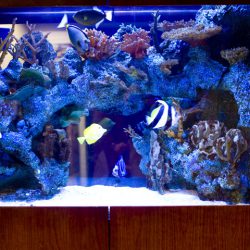fish-tank